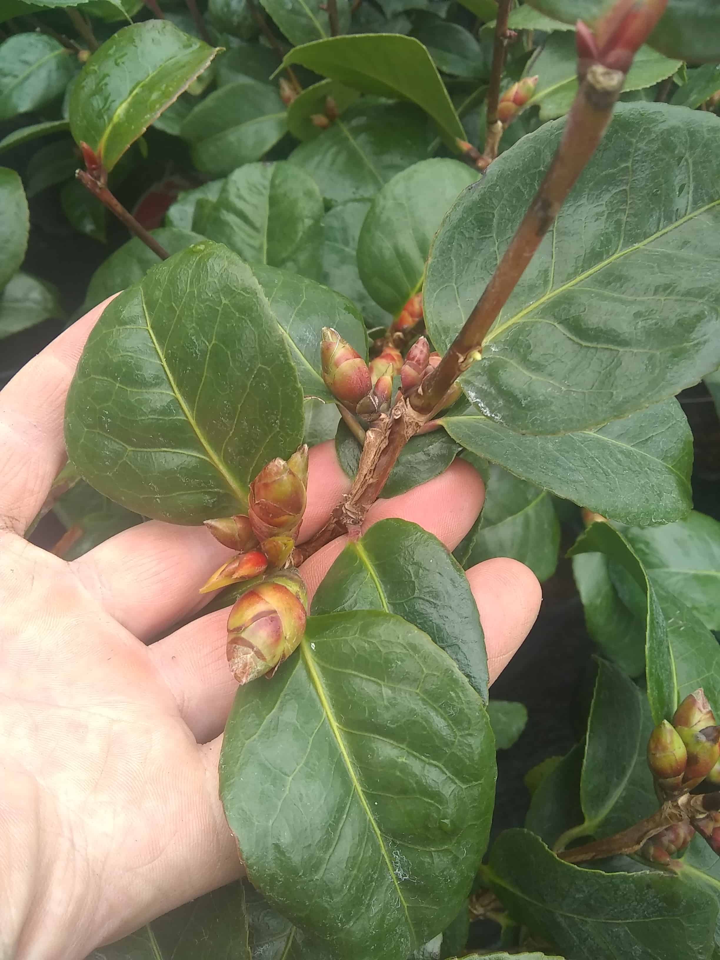 camelia buds